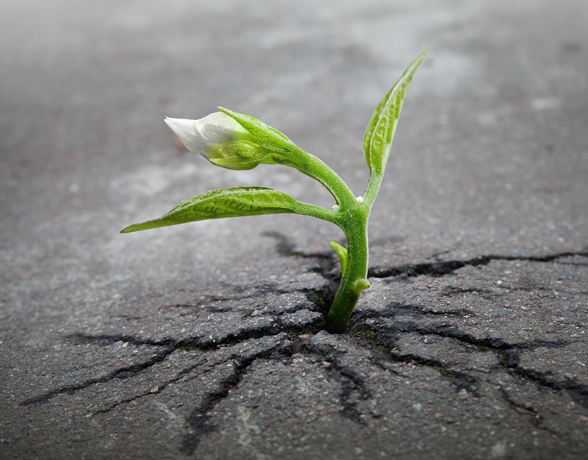 Portfolio Demo 3 17 sprout